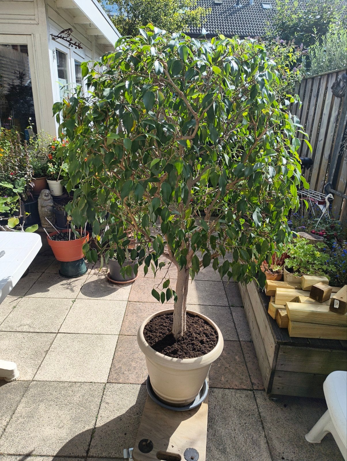 Uniek Levenswerk: Grote Bonsai Ficus (35 jaar oud) – Dubbele, Huis en Inrichting, Ophalen, Halfschaduw, In pot, Groene kamerplant