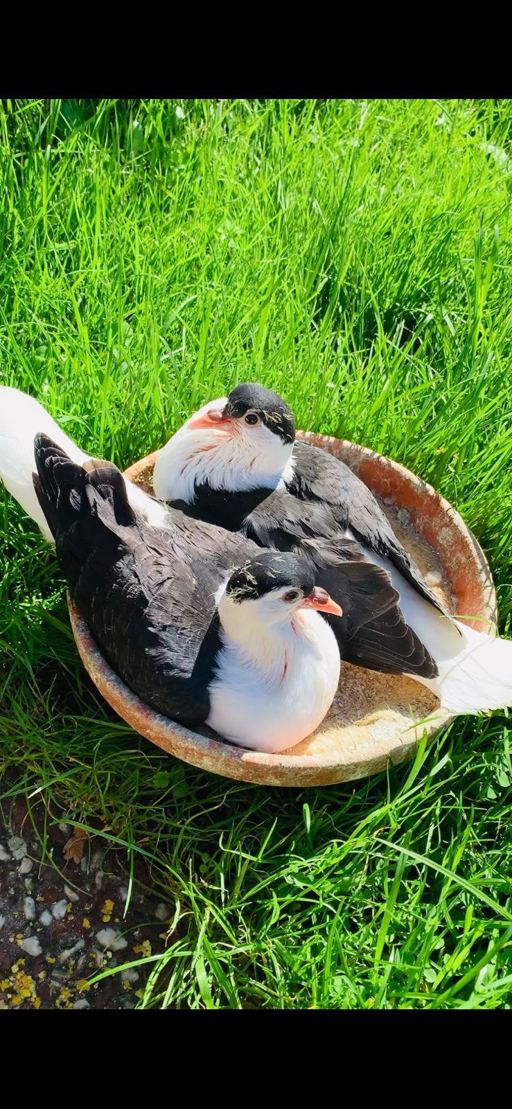 Een jonge  koppel afghans duiven te koop, Meerdere dieren, Postduif