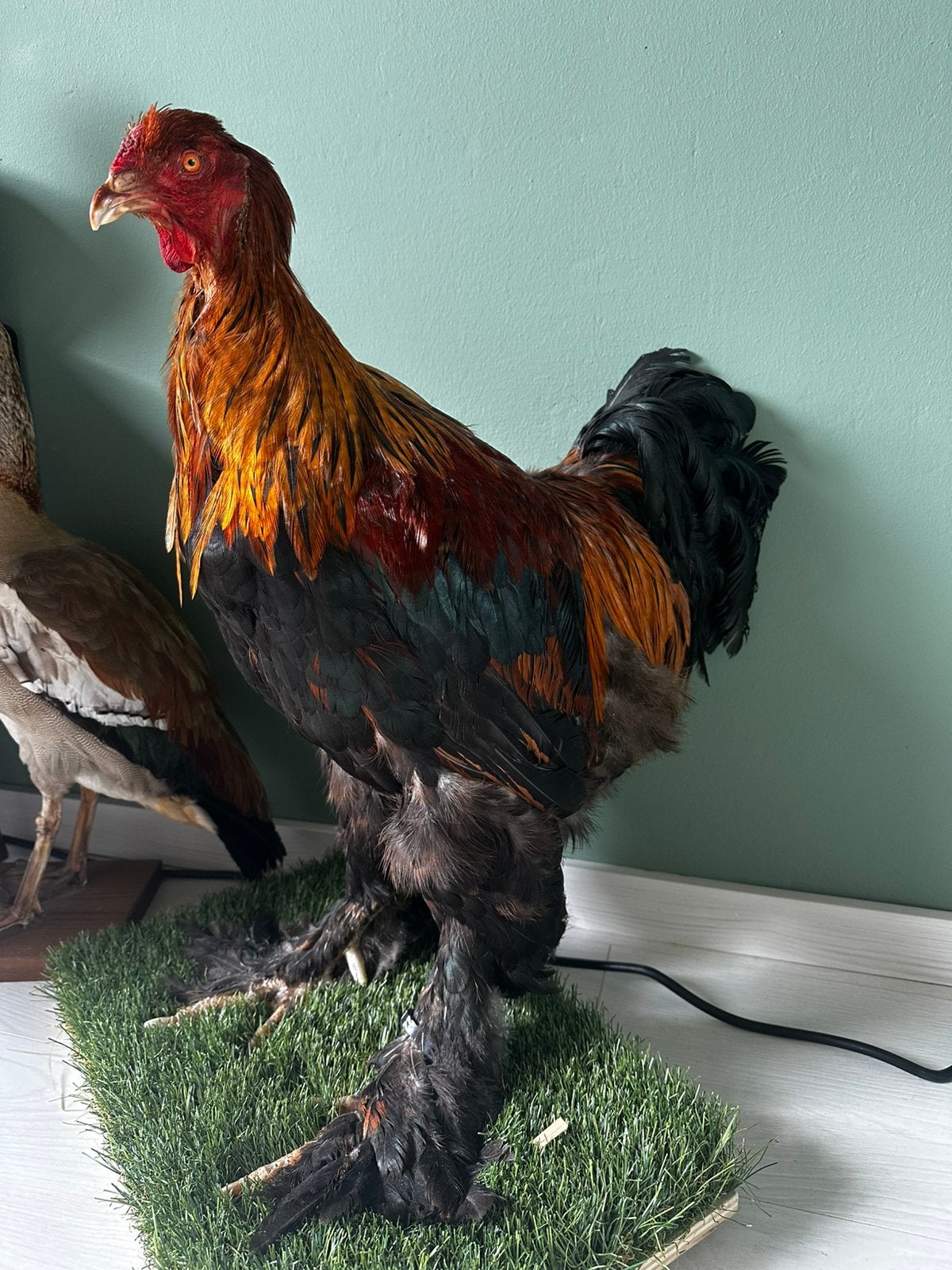 Opgezette grote haan, Ophalen, Zo goed als nieuw, Vogel, Opgezet dier
