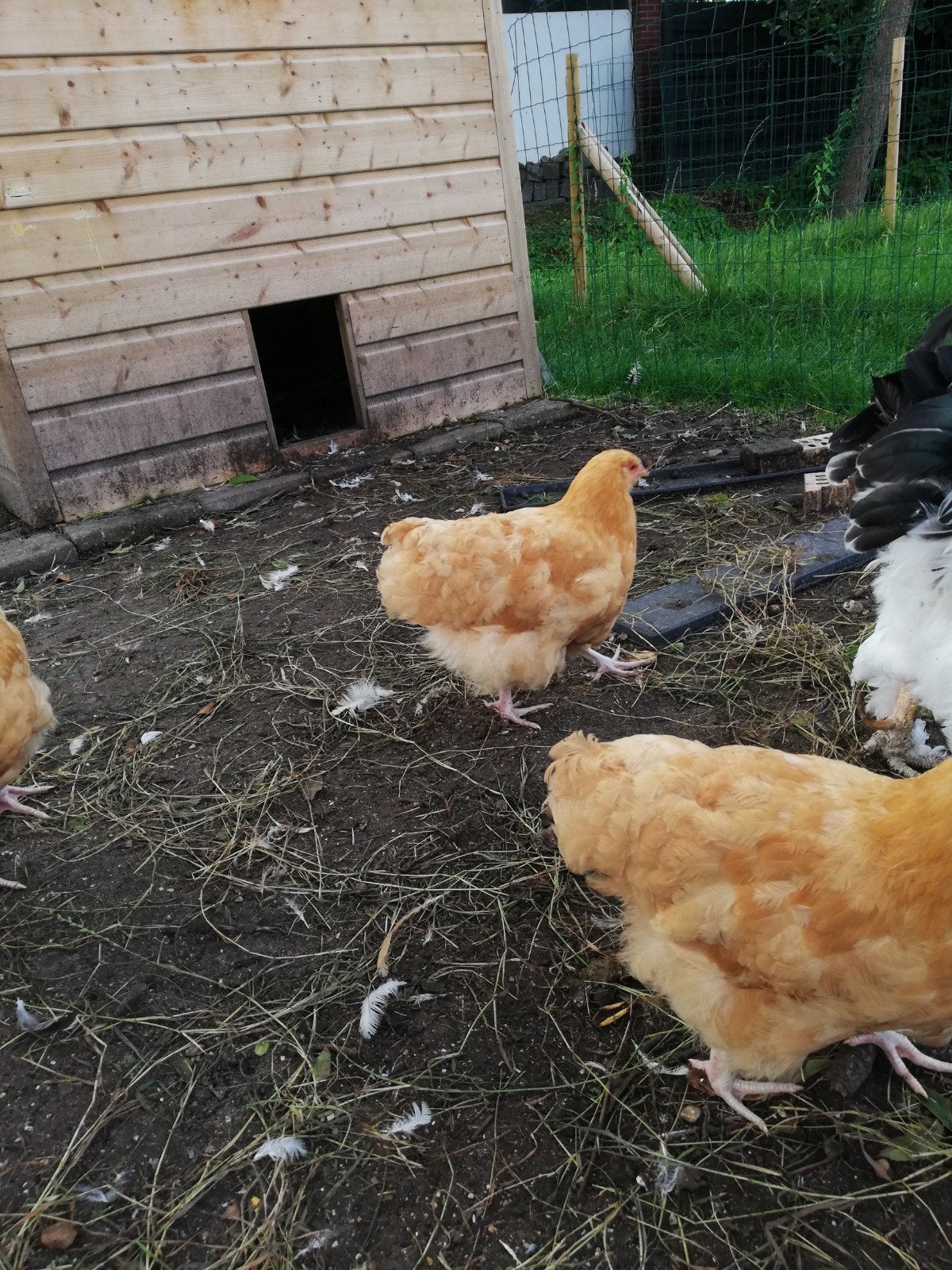 toompje orpington buff groot +- 4 maand, Dieren en Toebehoren, Pluimvee, Meerdere dieren, Kip
