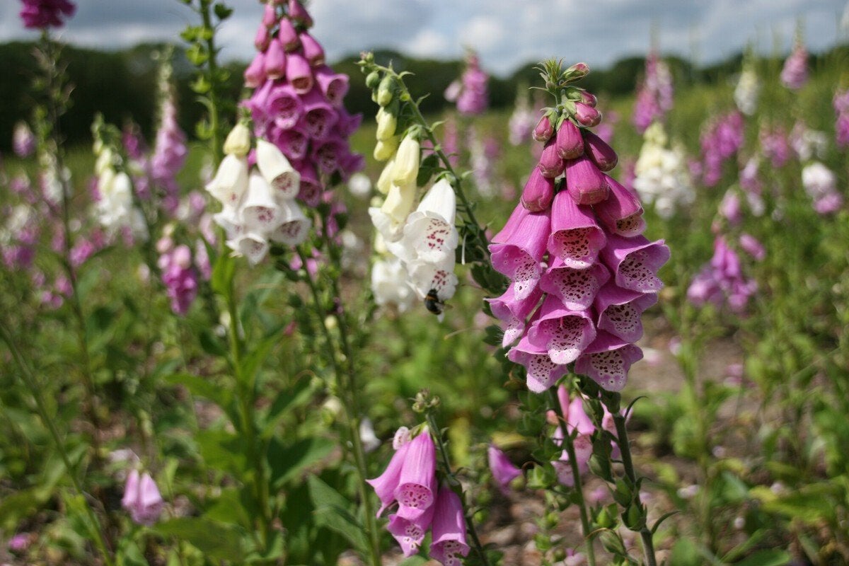 Uit de biologische moestuin: Vingerhoedskruid, zaden, Ophalen of Verzenden, Voorjaar, Volle zon, Zaad
