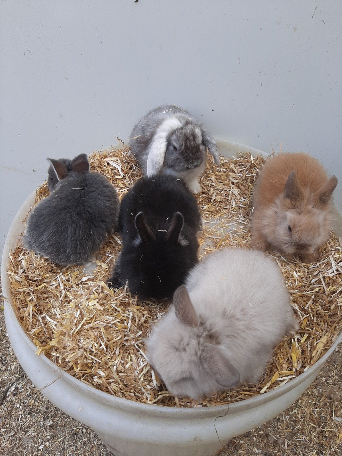 Dwergkonijntjes, Dieren en Toebehoren, Konijnen, Meerdere dieren, Dwerg