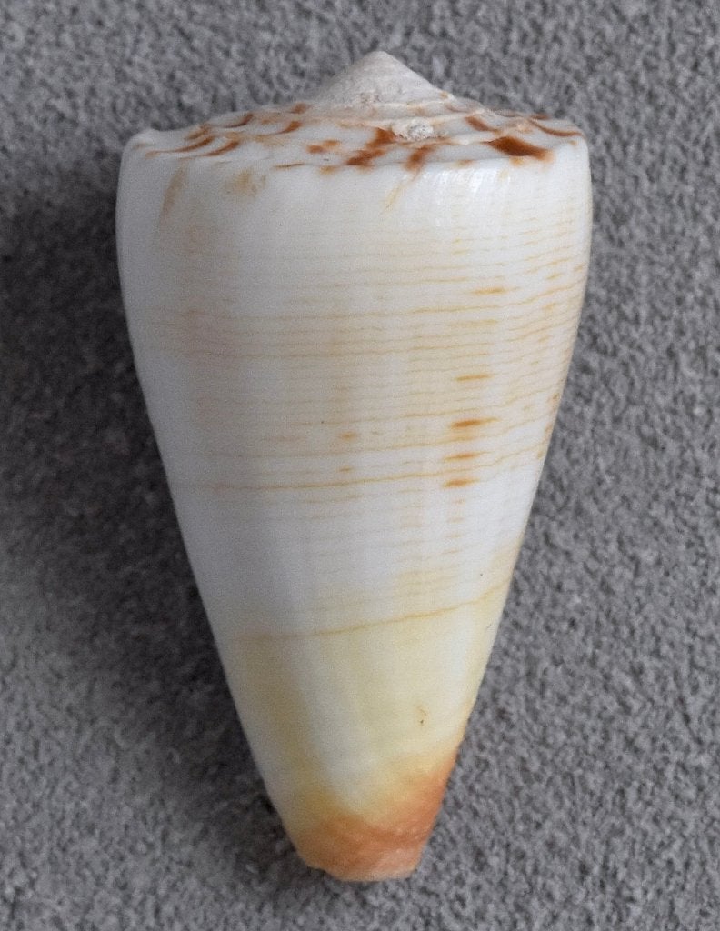 Schelpen: Conus reductaspiralis 26mm (F+++) Australië, Ophalen of Verzenden, Schelp(en)