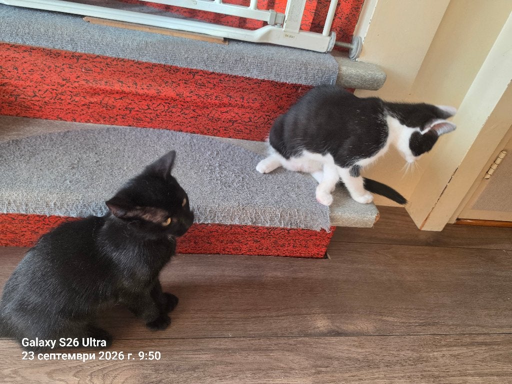 Cat, Ophalen, Krabpaal