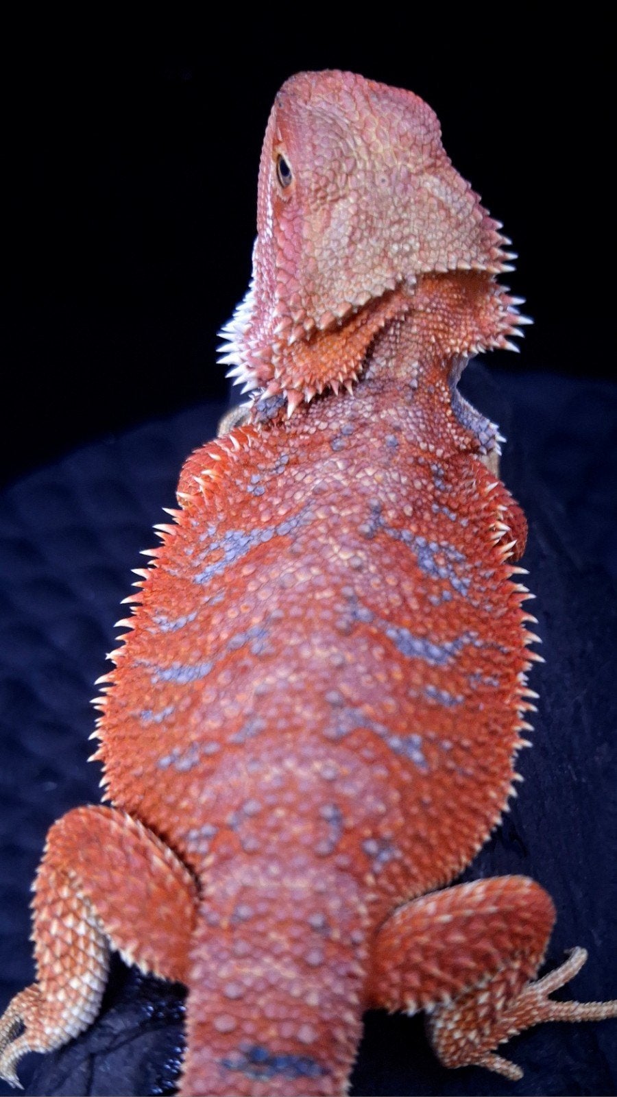 Baardagaam Mannen Red Hypo Blue Bar Bearded Dragon photo 2
