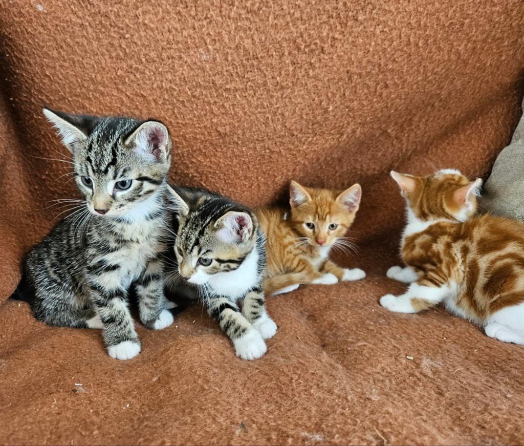 Schattige lieve Noorse Boskat kittens, Meerdere dieren, Kortharig, 0 tot 2 jaar