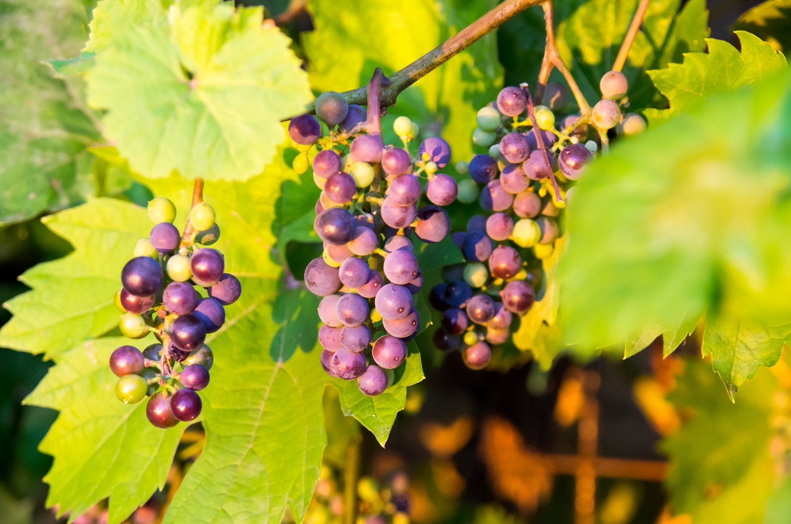 Vitis ‘Boskoop Glory’ 80-100 cm | Druivenplant, Ophalen of Verzenden, Overige soorten, Volle zon