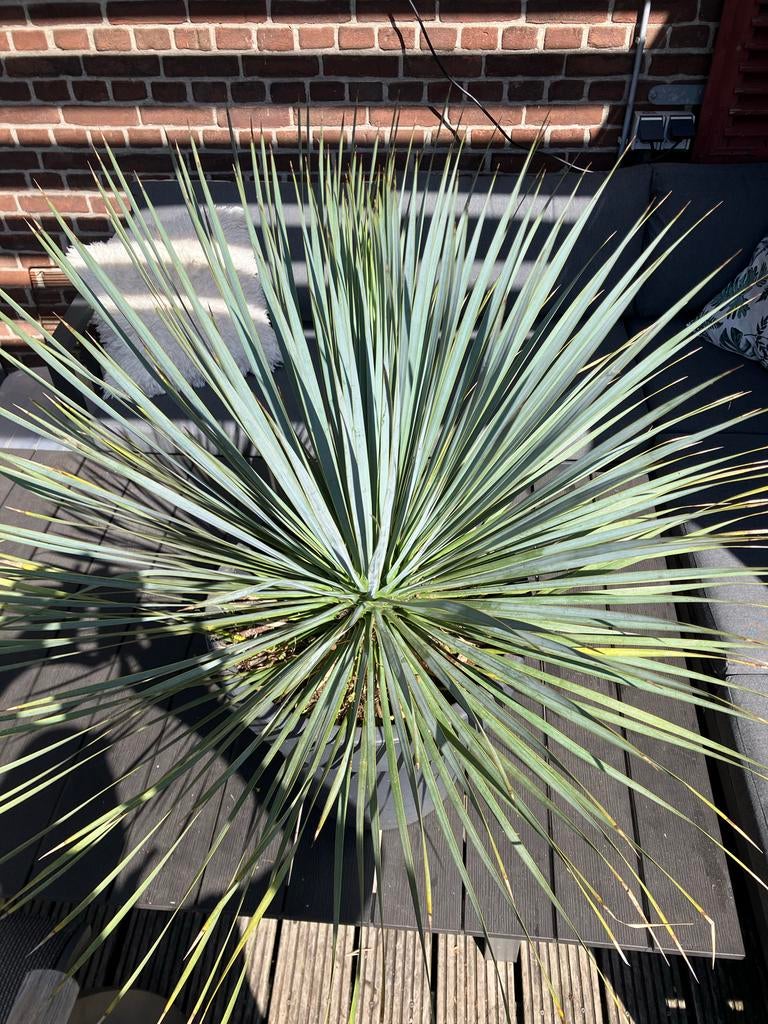 Yucca Rostrata in pot - 90cm hoog, Volle zon, Vaste plant, Bloeit niet, Ophalen