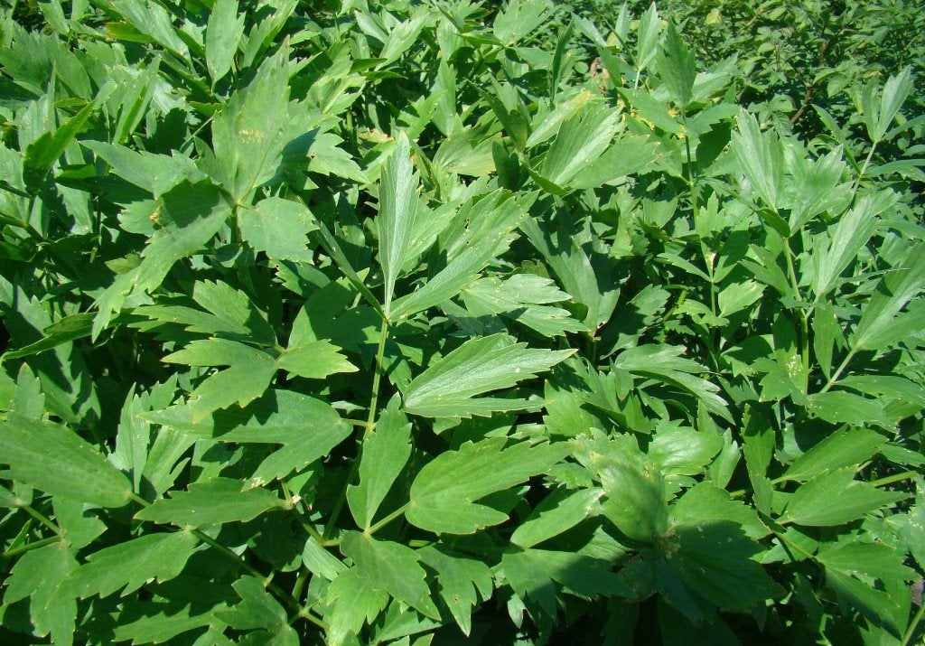 Vaste plant : Maggiplant 2 euro, Volle zon, Vaste plant, Zomer, Ophalen