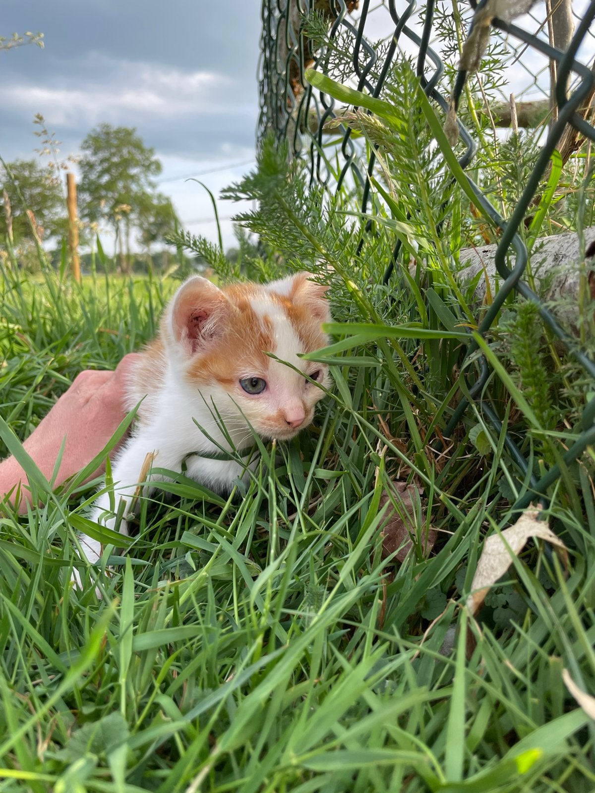 Te koop kittens, Dieren en Toebehoren, Katten en Kittens | Overige Katten, Poes