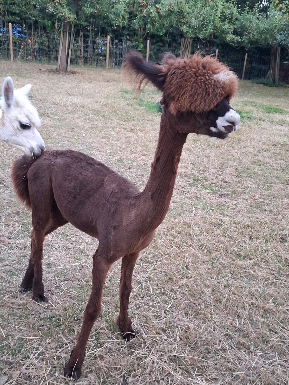 alpaca hengst, Juli, Mannelijk
