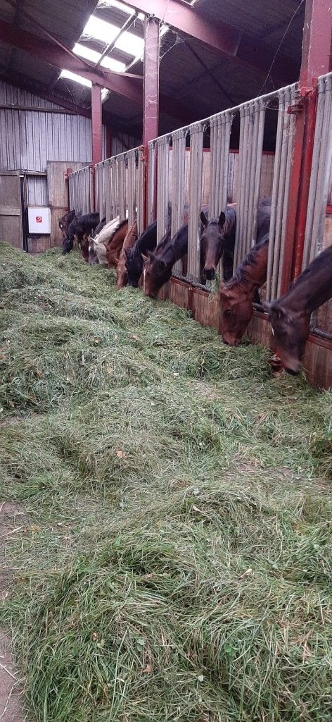 Opfok hengsten en merries (merries met veulens), Dieren en Toebehoren, Opfok