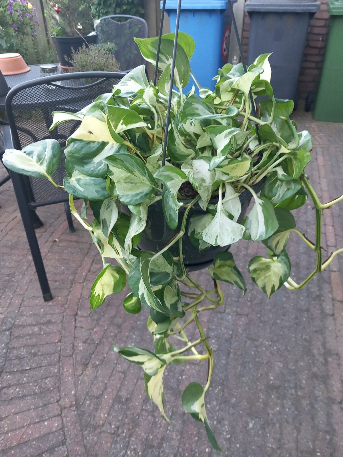 Mooie bonte hangplant, Ophalen
