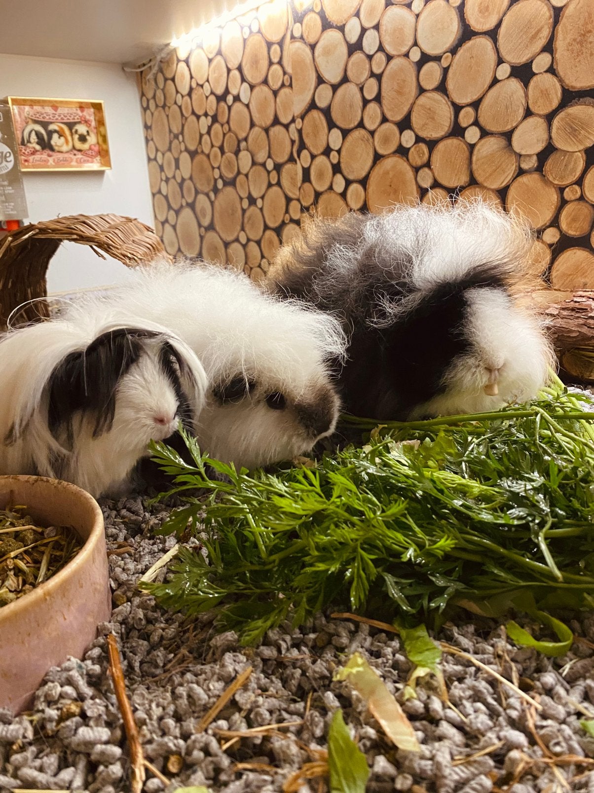 3 cavia zeugjes (ch teddy en peruvian) incl verblijf, Januari, Vrouwelijk, Cavia