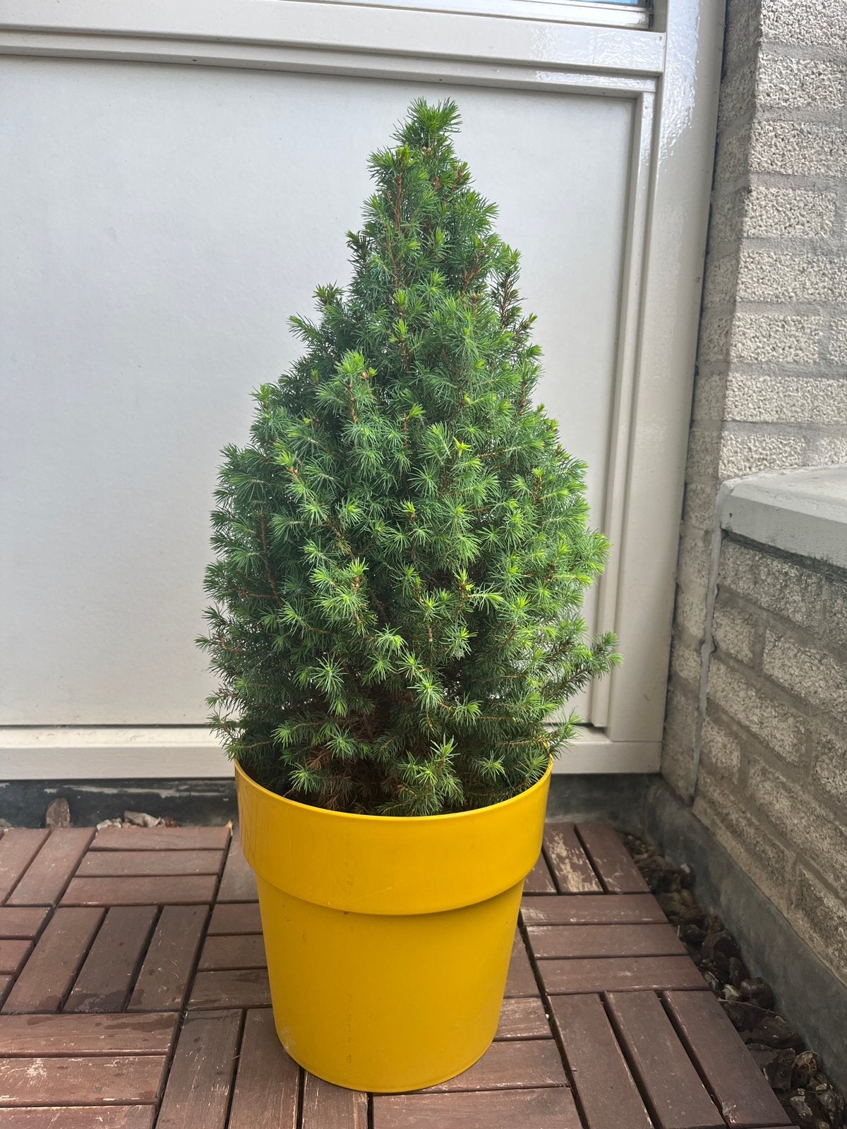 Dwarf Alberta Spruce, Ophalen, Bloeit niet, Overige soorten, Volle zon