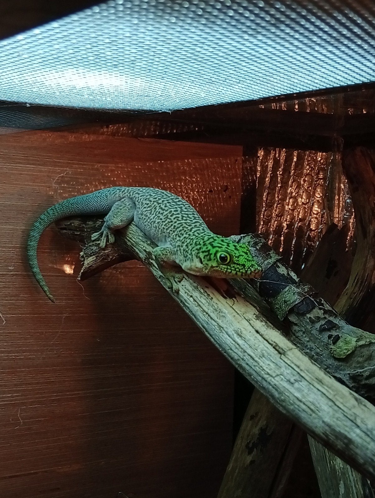 Phelsuma Standingi Gecko, Dieren en Toebehoren, 0 tot 2 jaar