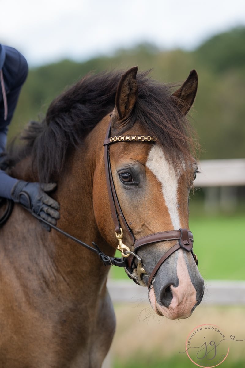 Super mooie new forest pony, Met stamboom, Ruin, Zadelmak, 3 tot 6 jaar