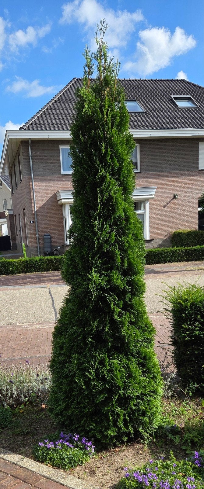 Mooie Thuja occidentalis 'Smaragd' conifeer, Ophalen, Bloeit niet, Halfschaduw, Groenteplanten