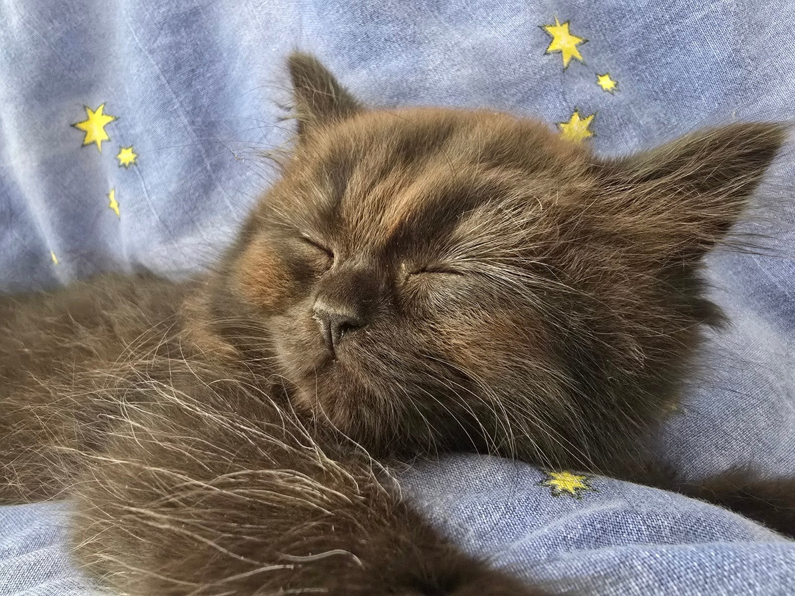 Prachtige Britse Korthaar kittens - 1 meisje & 2 jongens, Dieren en Toebehoren, Meerdere dieren, Ontwormd