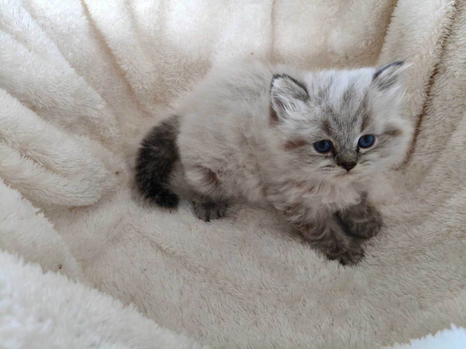Ragdoll / pers langharige kittens, Meerdere dieren, Ontwormd