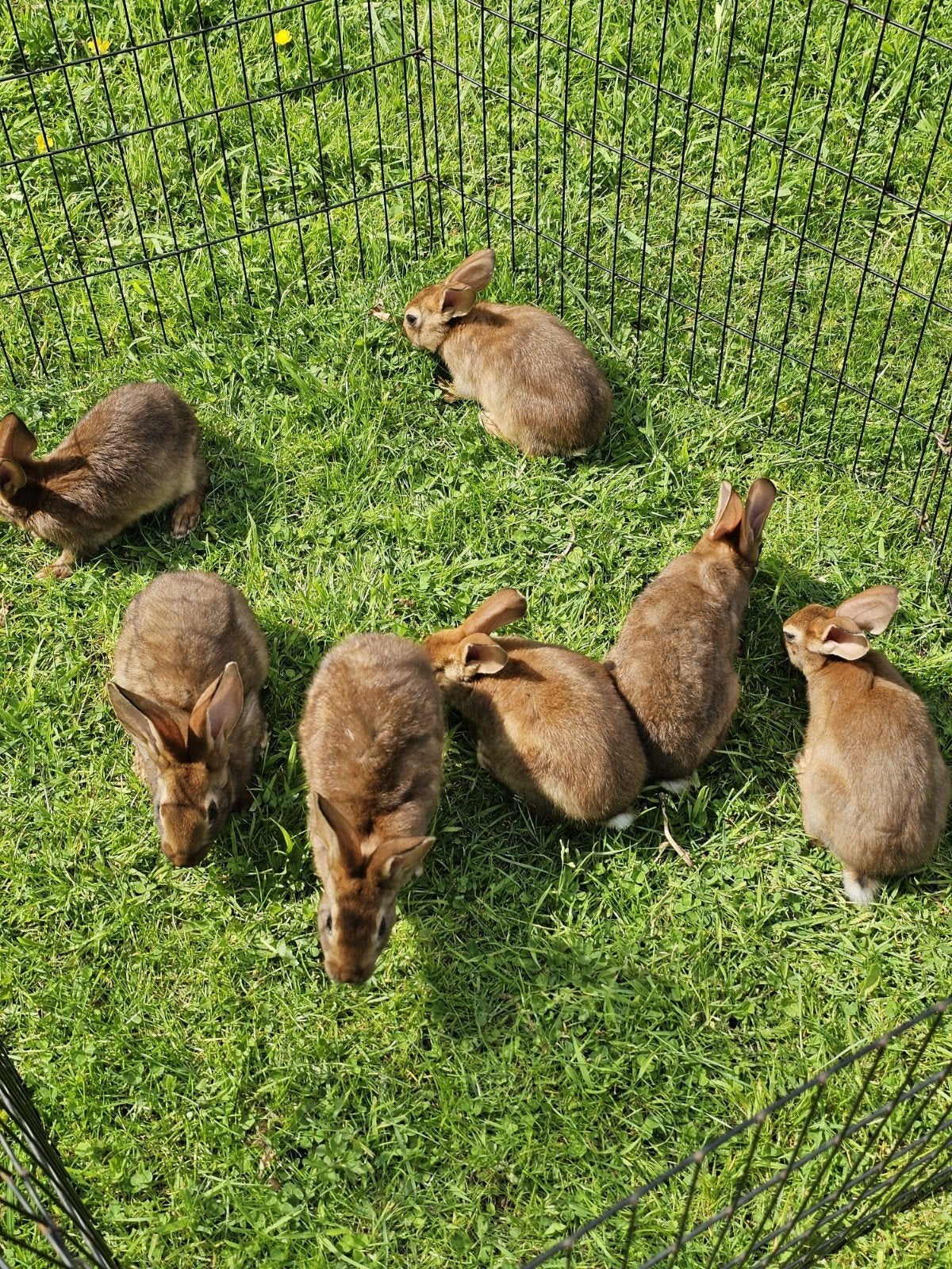 Belgische hazen te koop., Dieren en Toebehoren, Meerdere dieren, Groot