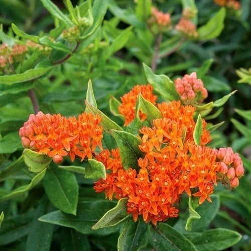 Zaden Asclepias tuberosa, Ophalen of Verzenden, Volle zon