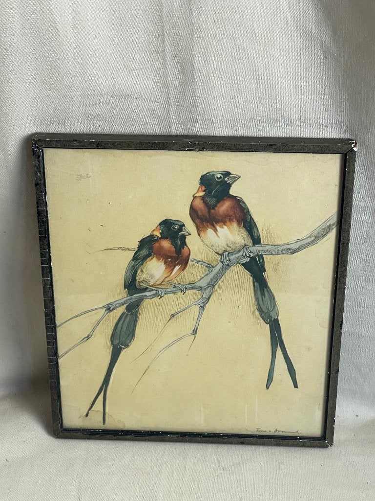 Tekening in lijst van 2 vogels op tak Tini van Doornik, Antiek en Kunst, Kunst | Schilderijen | Klassiek, Dieren, Ophalen of Verzenden