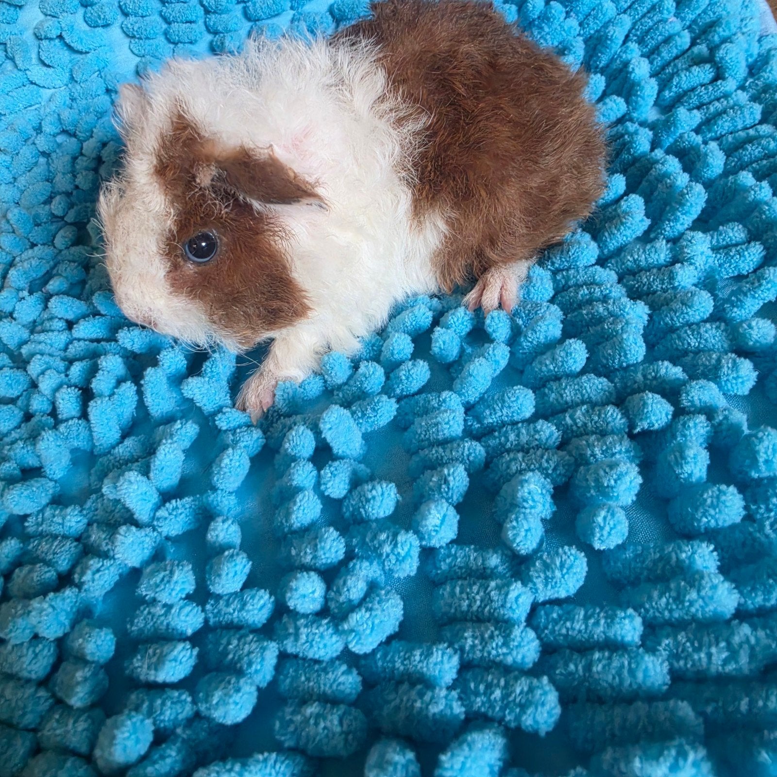 Texel beer/mannetje, Dieren en Toebehoren, Mei, Mannelijk, Cavia