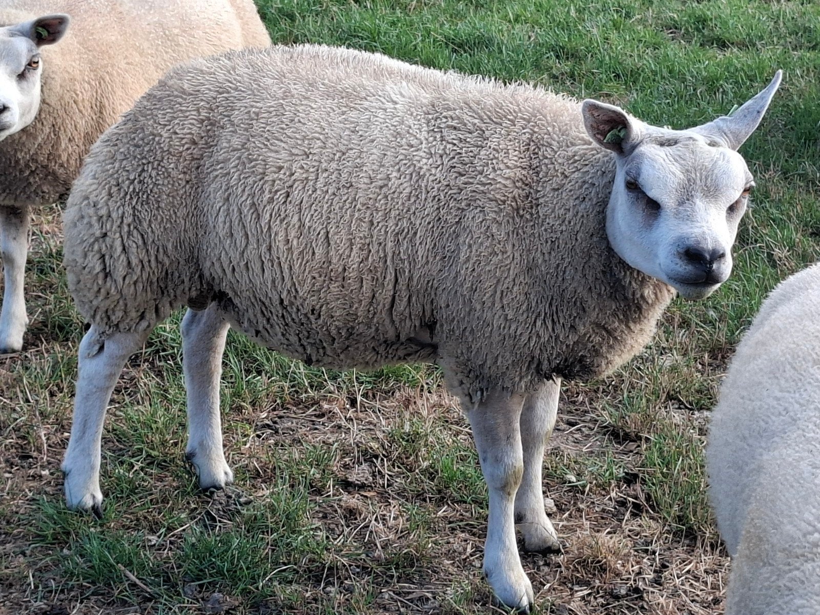 Texelaar ramlammeren, Mannelijk, Schaap, 0 tot 2 jaar