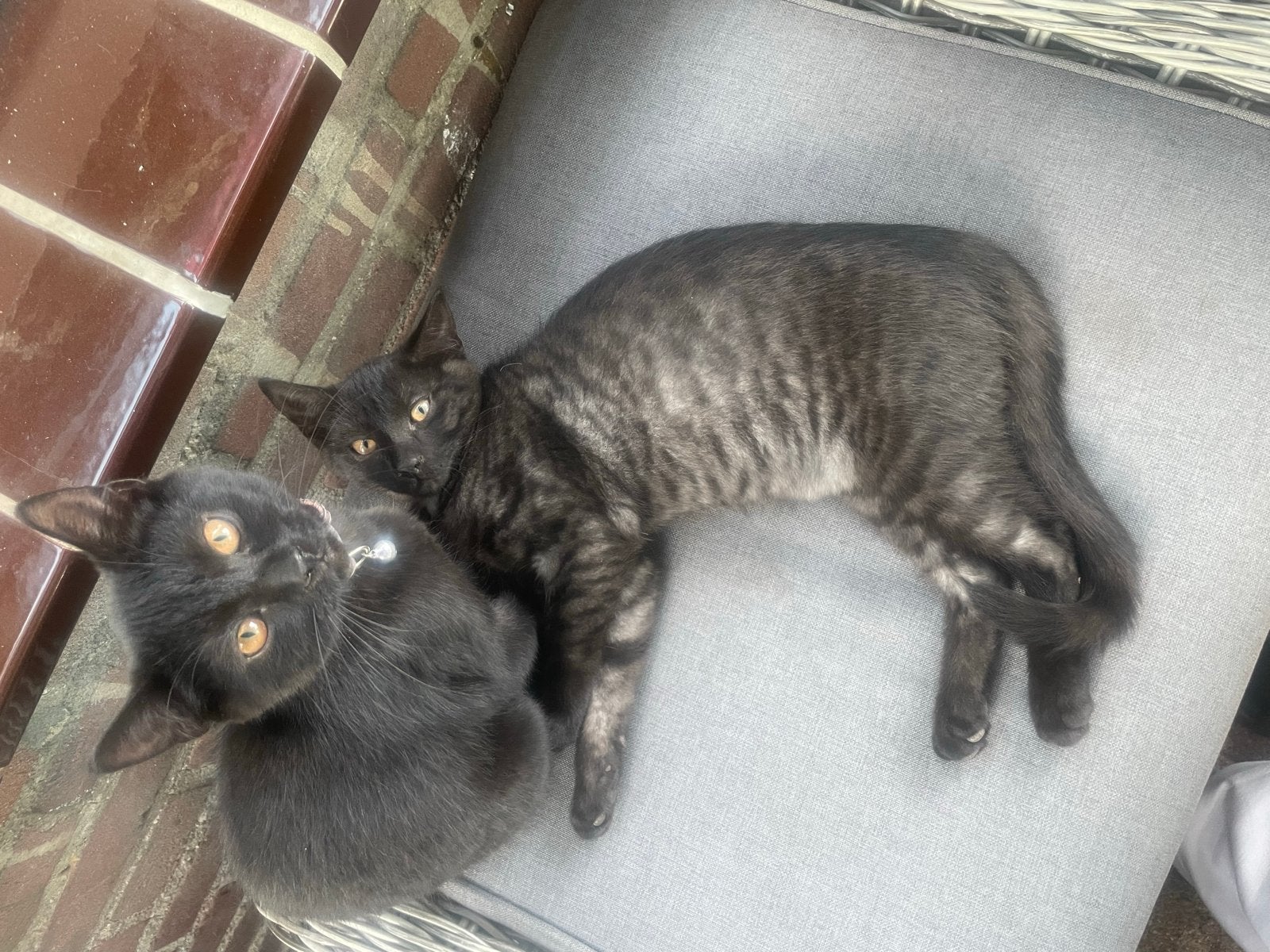 Bengaal x Britse Korthaar kittens, Meerdere dieren, Kortharig, 0 tot 2 jaar