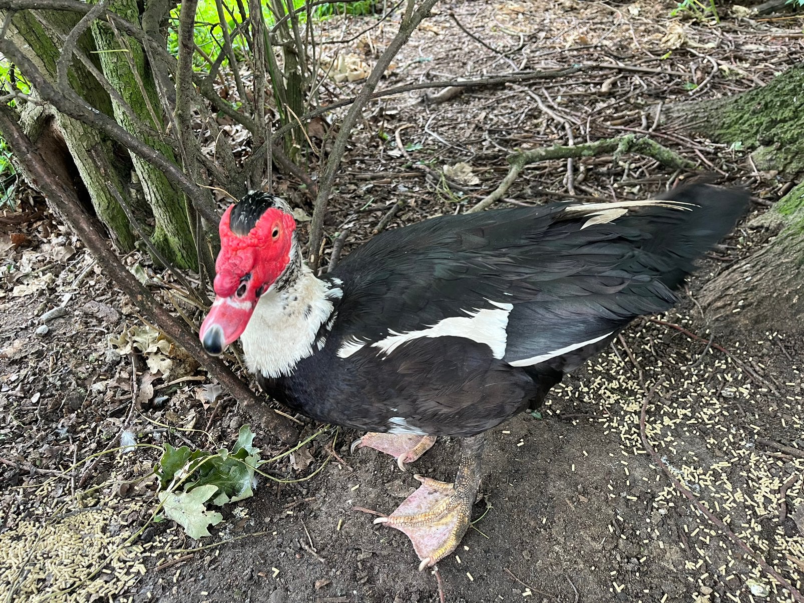 Mooie kaapse eend, Dieren en Toebehoren, Mannelijk, Eend