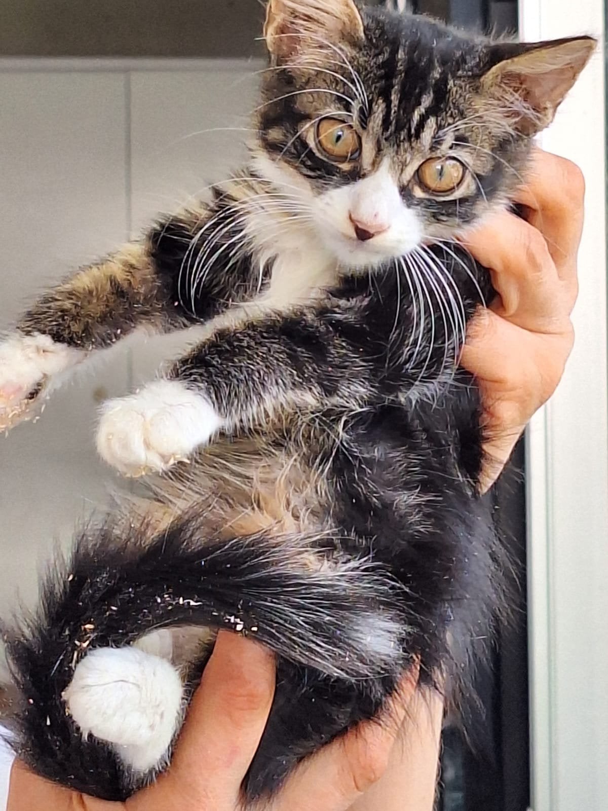 James 4 mnd (nog op Cyprus) zoekt forever home, Dieren en Toebehoren, Kater