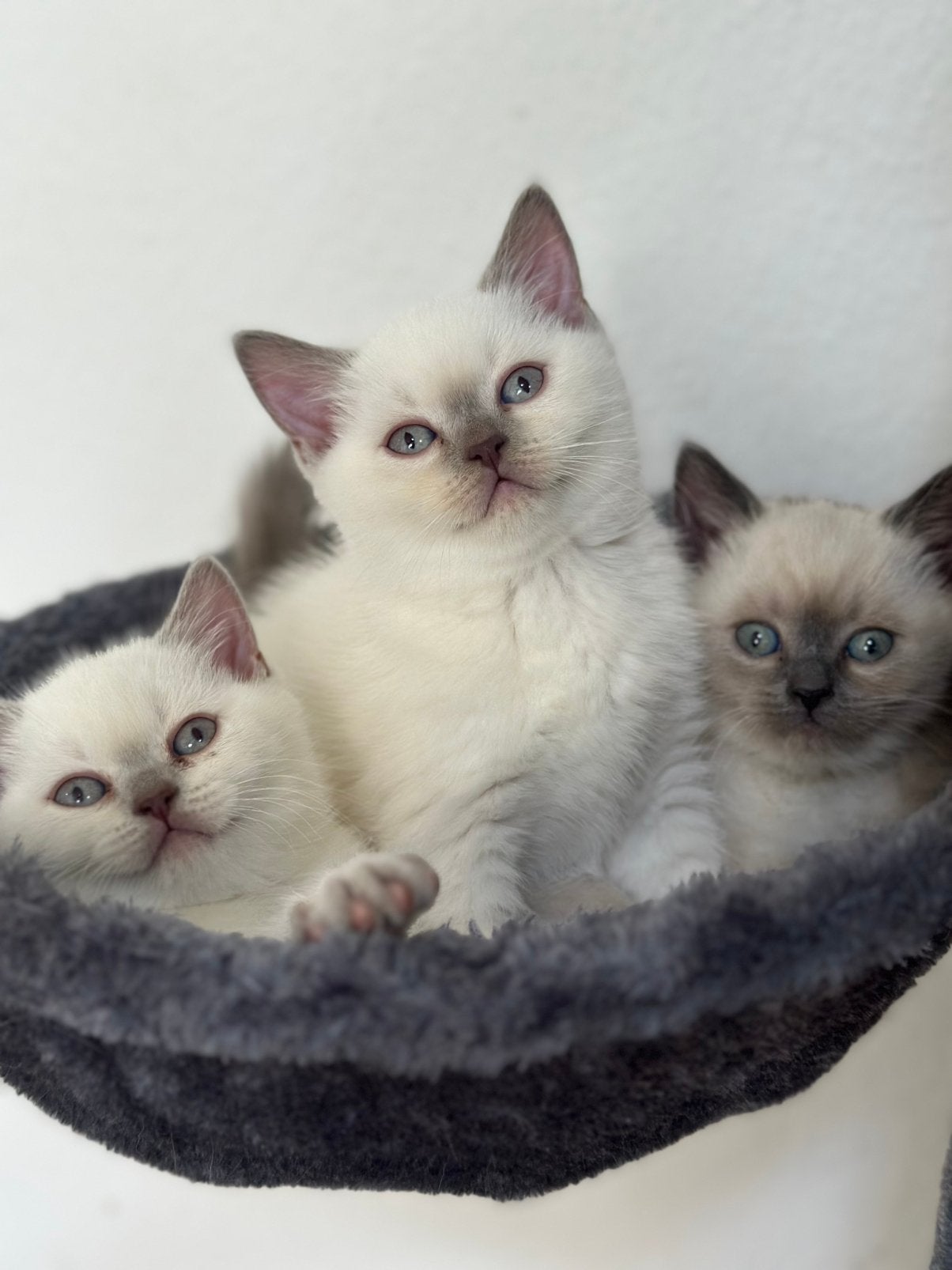 Britse korthaar kittens te koop, Dieren en Toebehoren, Katten en Kittens | Overige Katten, Meerdere dieren, Kortharig, 0 tot 2 jaar