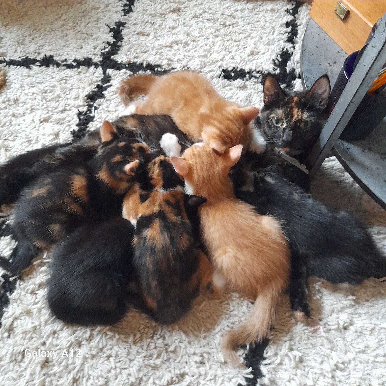 6 speelse, lieve kittens, zoeken lief personeel, Meerdere dieren, 0 tot 2 jaar