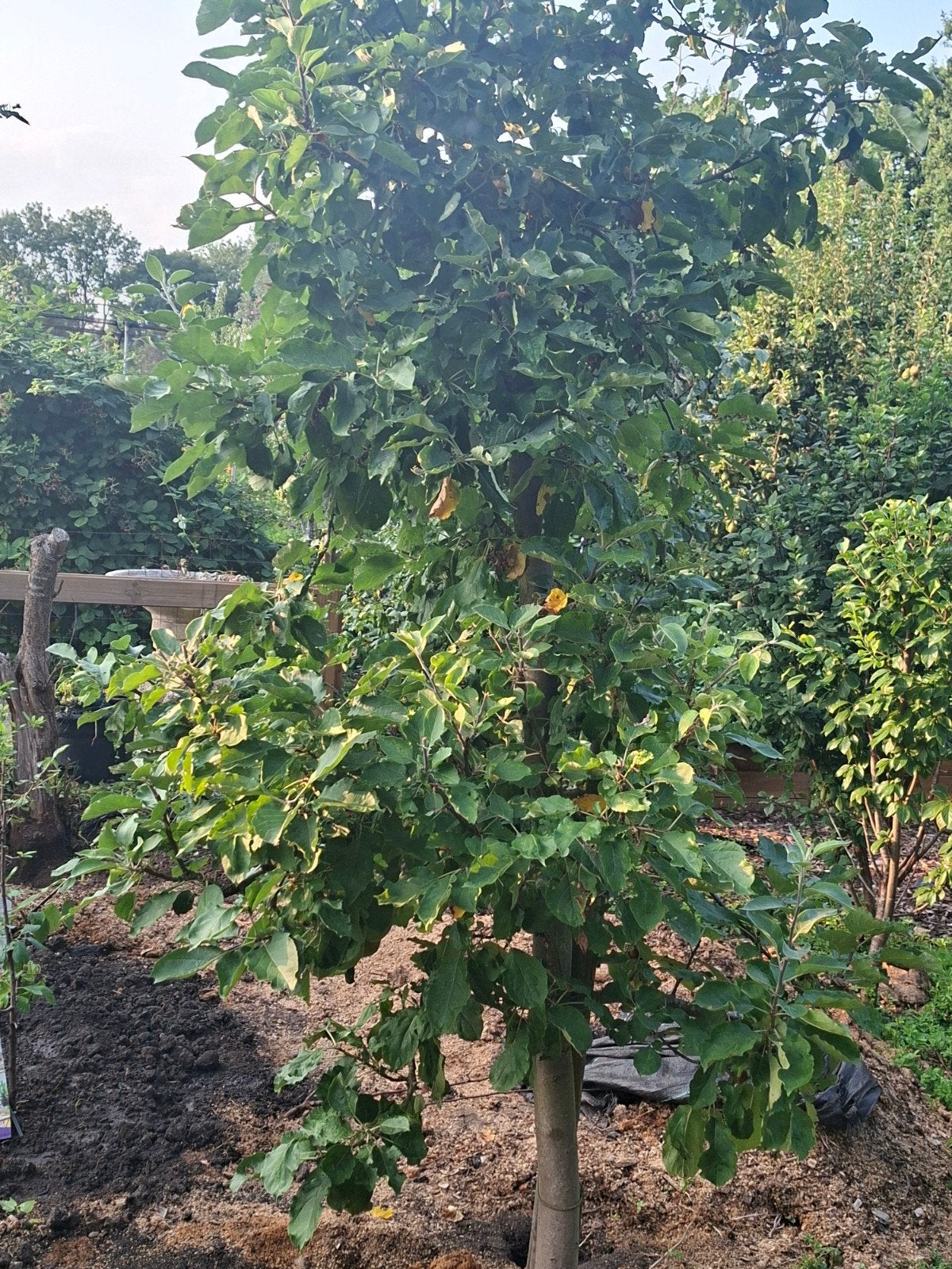 Goudreinet Appelboom, Ophalen, 250 tot 400 cm, Appelboom, Lente
