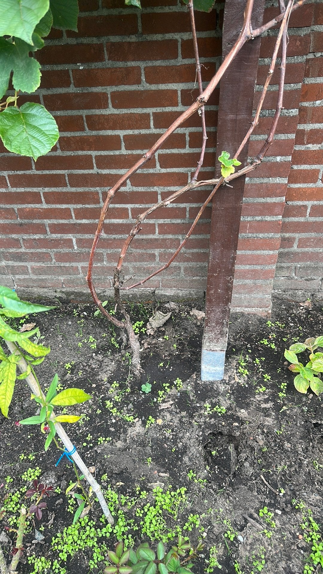 druiven, Ophalen, Minder dan 100 cm, Overige soorten