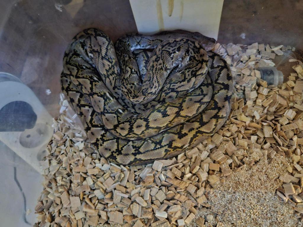couples 1.1 python reticulatus KAROMPA Reticulated Python - unknown for sale from reptile900