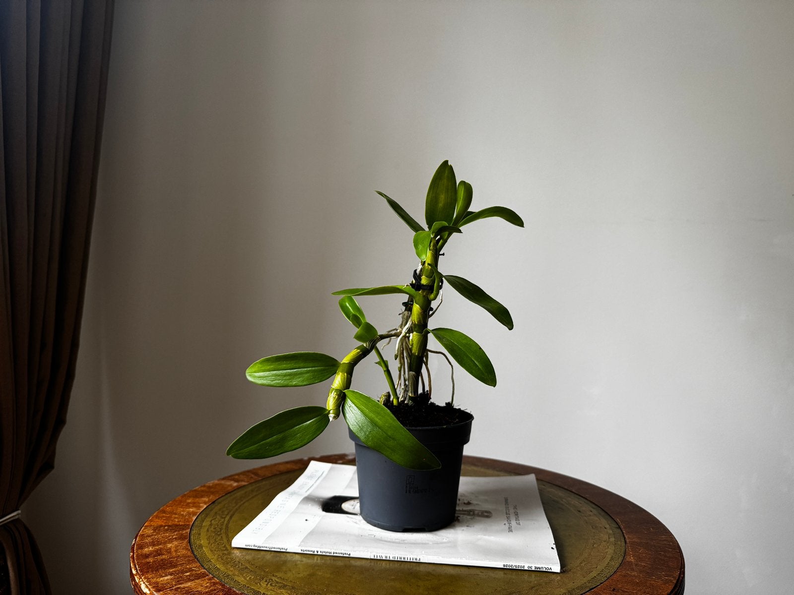 Mini Dendrobium nobile orchidee – gezond, Ophalen, Overige soorten, Halfschaduw, In pot
