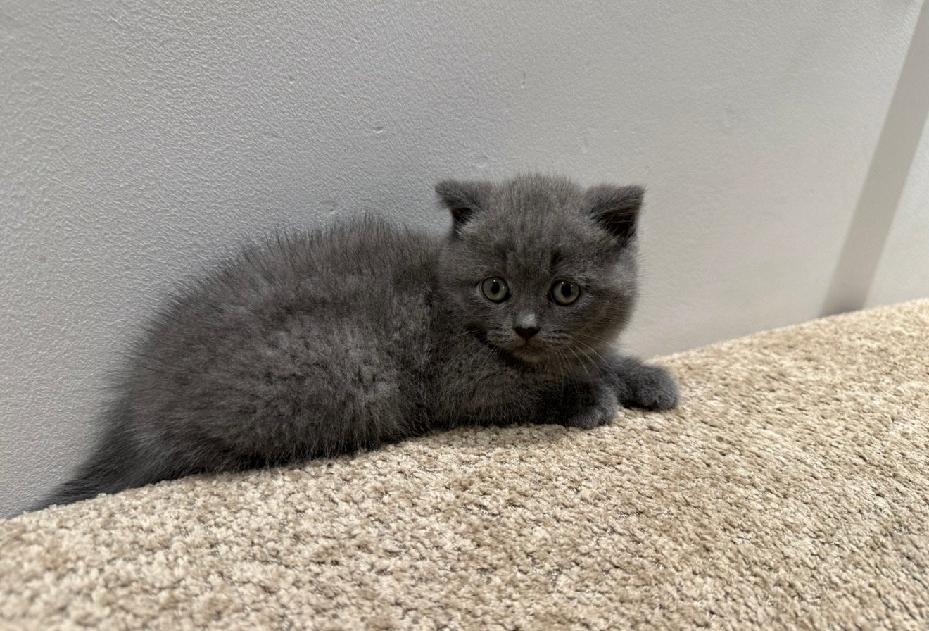 Britse korthaar kitten kater met alles, Kater, Ontwormd