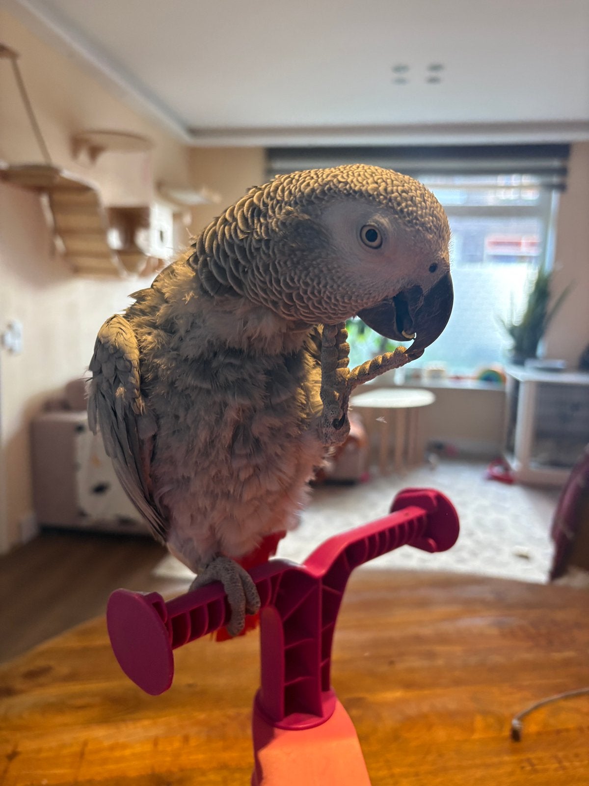 Vrouwelijke grijze roodstaart, Dieren en Toebehoren, Vrouwelijk, Papegaai, Tam