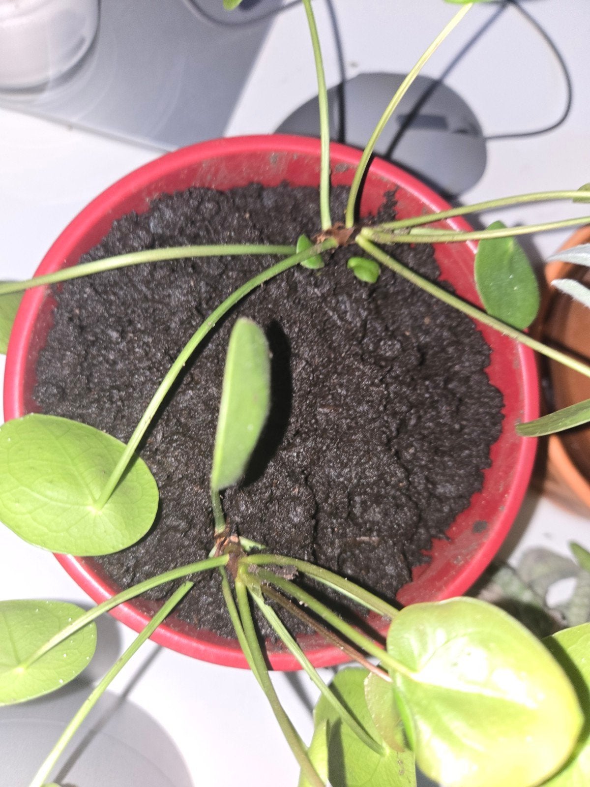 Pannenkoekenplant (Pilea Peperomioides) stekje- Jonge plantj, Vaste plant, Bloeit niet, Halfschaduw, Ophalen