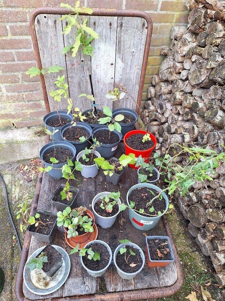 Klimop - Hedera - Boompjes vanaf, Tuin en Terras, Ophalen, Vaste plant, Bloeit niet, Halfschaduw
