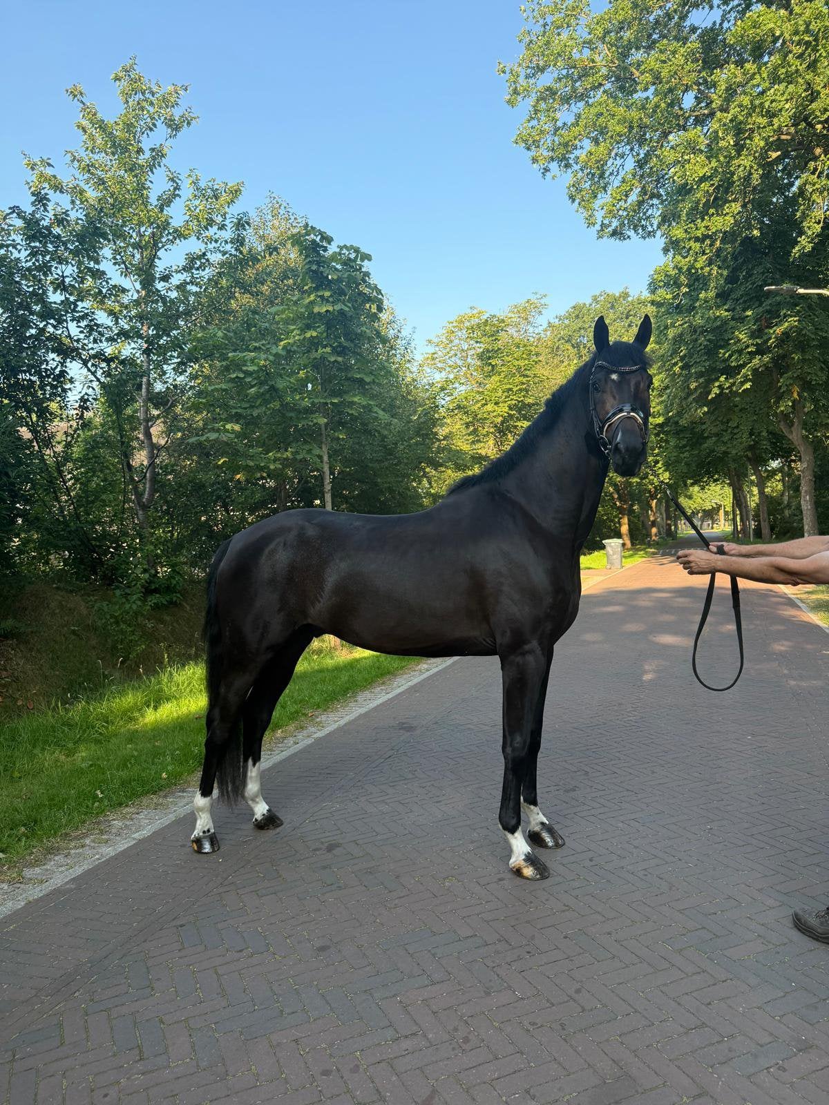 4 jarige zwarte ruin, Dieren en Toebehoren, Ruin, Dressuurpaard, Zadelmak, 3 tot 6 jaar