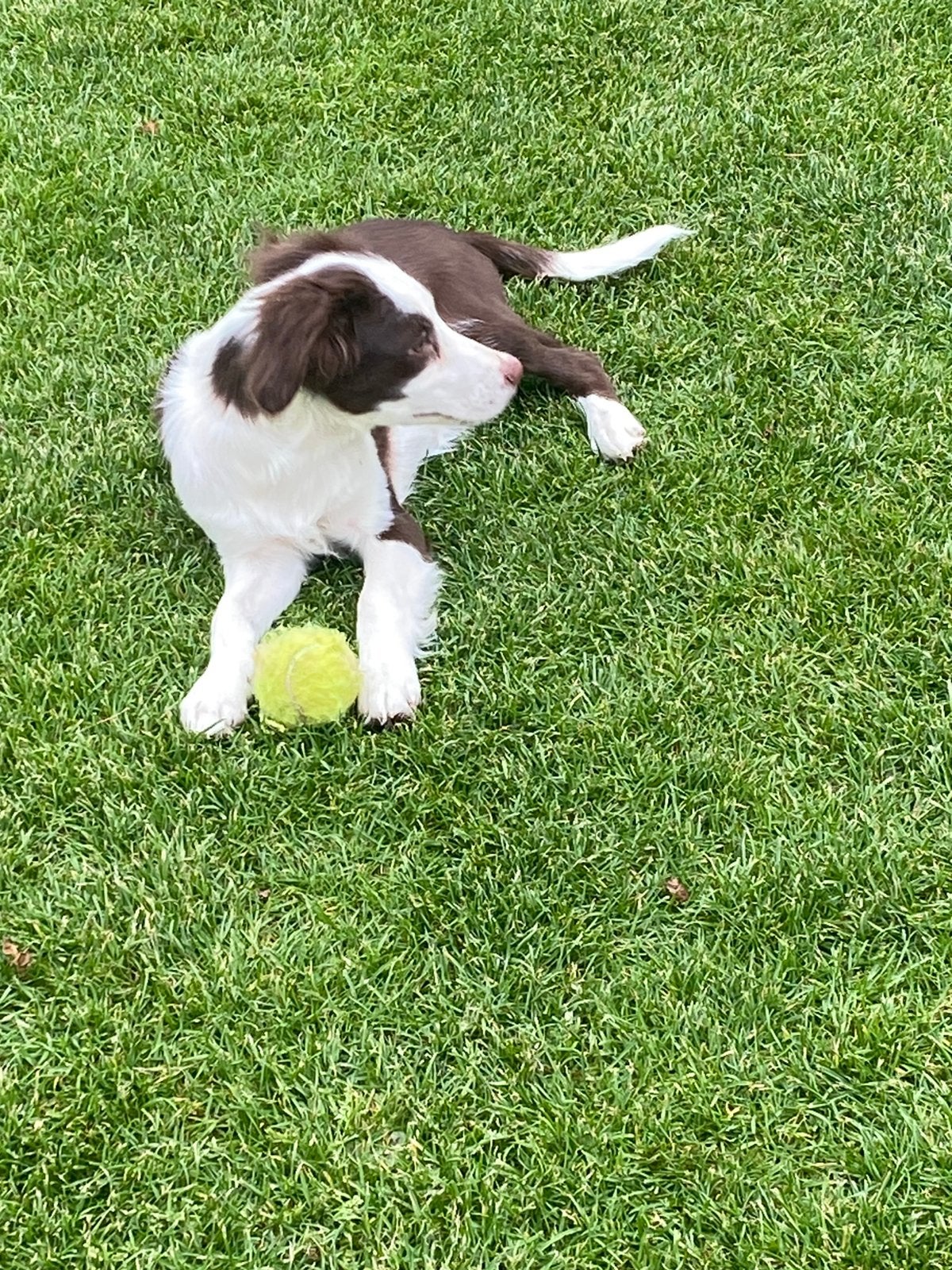 Wegens annulering BORDER COLLIE x FRIESE STABIJ pup, Parvo, Nederland, 8 tot 15 weken, Teef