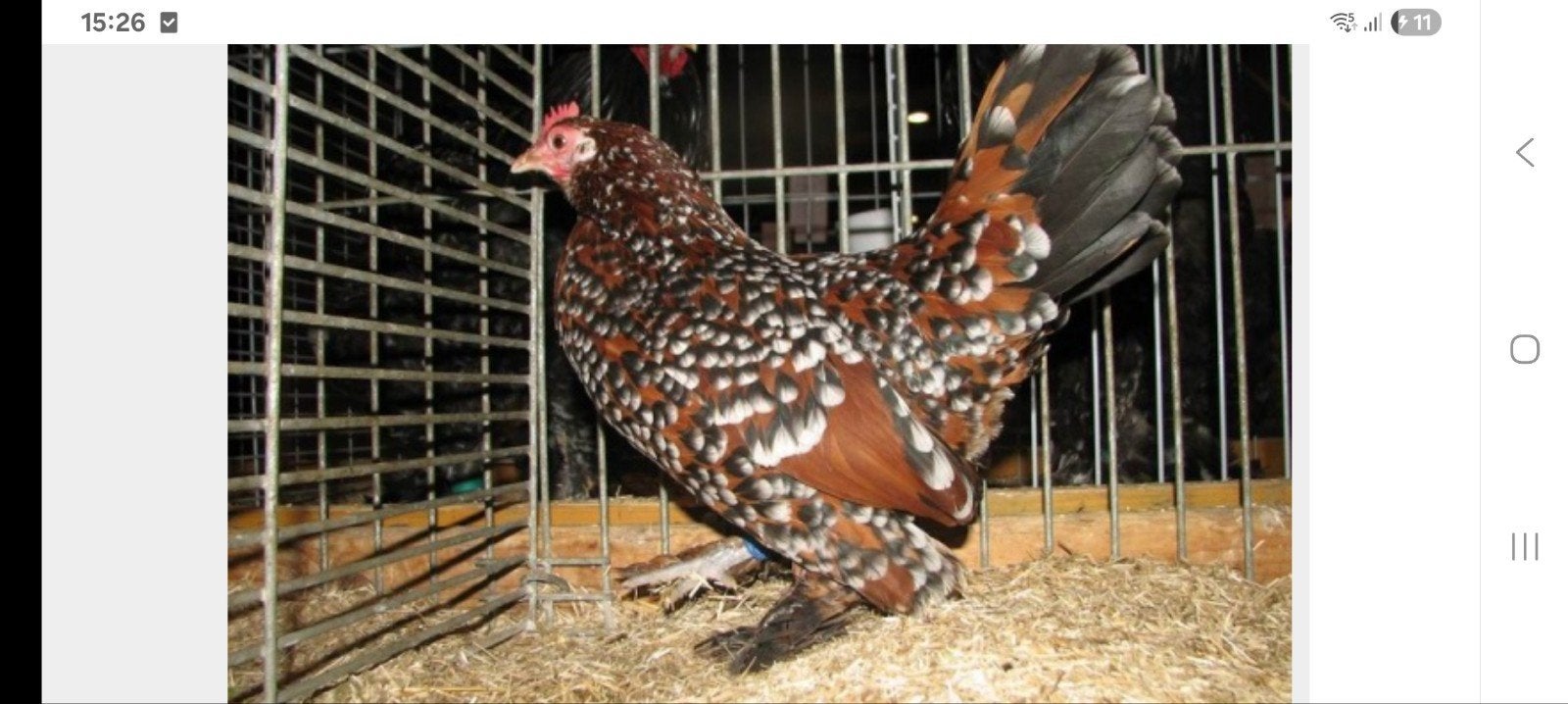 gezocht broedeieren sabelpootkriel, Meerdere dieren, Kip