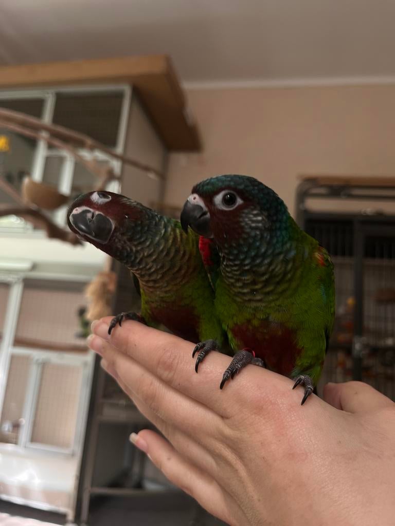 Pyrrhura Emma - TAM, Dieren en Toebehoren, Vogels | Parkieten en Papegaaien, Geslacht onbekend, Parkiet, Tam