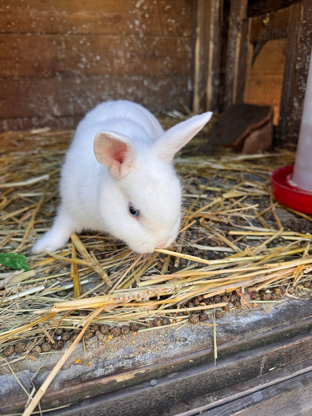 Wit konijntje, Dieren en Toebehoren, Konijnen, Mannelijk, Dwerg