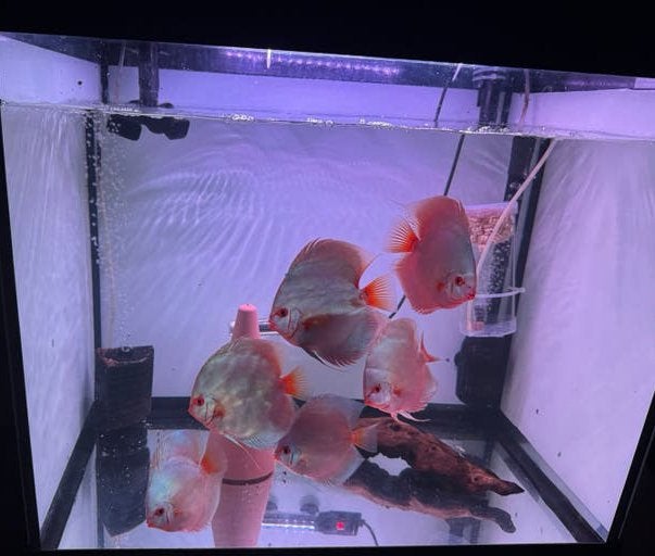 4x Europese Discusvissen (Stöcker) Blue Diamond 12-14cm, Dieren en Toebehoren, Vis, Zoetwatervis, Schoolvis