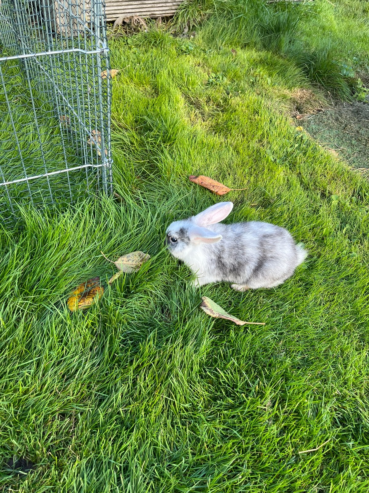 2 babykonijntjes, Dieren en Toebehoren