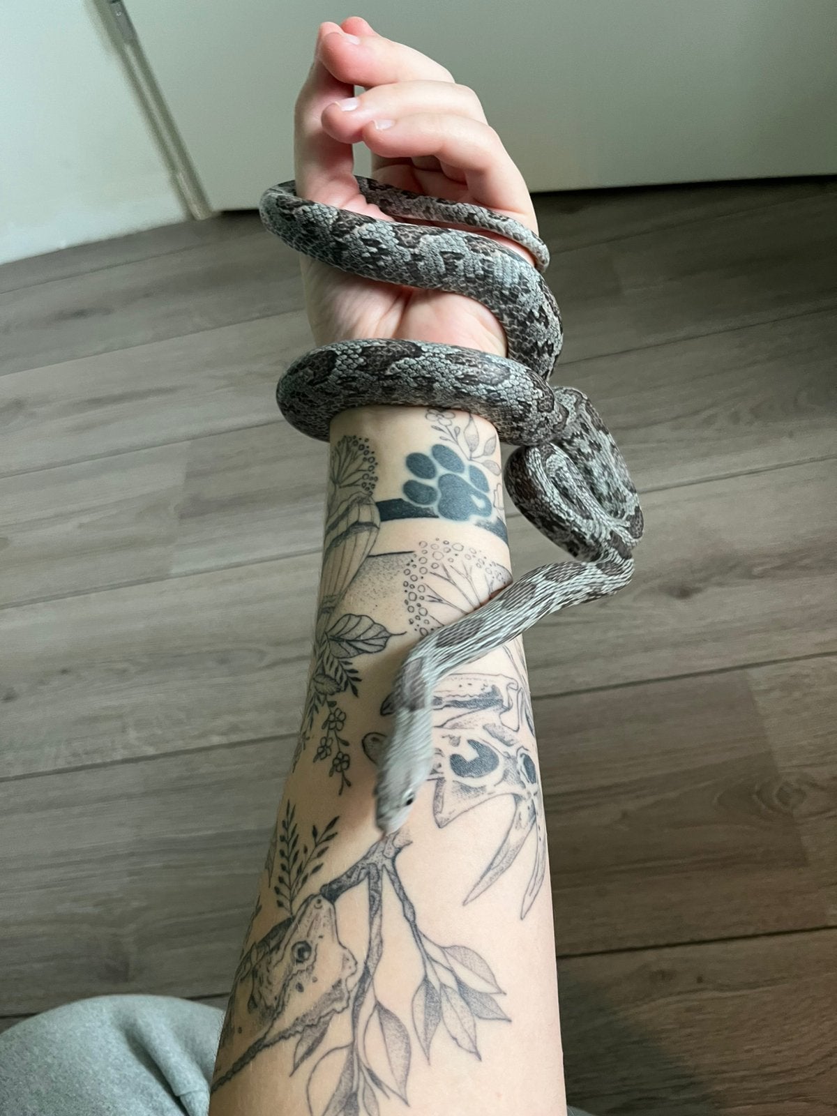Korenslang 2 jaar Corn Snake - female for sale from Romy